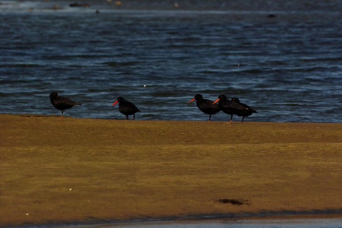 Sandwich Harbour & Pelican Point Full Day Tour - The guide can shape the whole experience