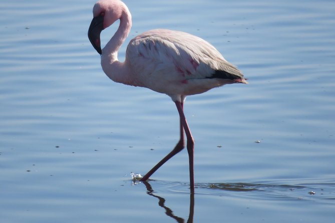 Sandwich Harbour Tour - Pelgrim Tours - Flamingos, coastal birds, and wildlife along the route