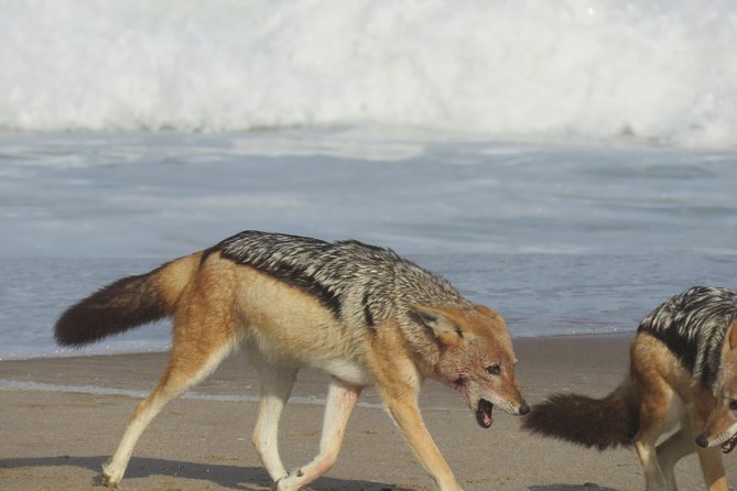 Sandwich Harbour Tour - Pelgrim Tours - A picnic in the Namib Desert