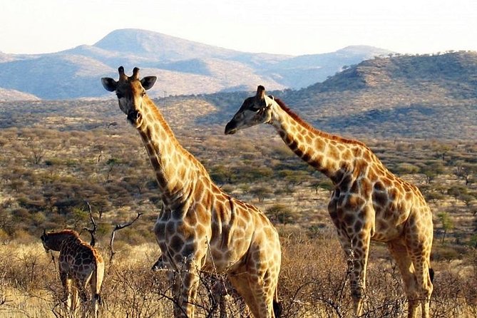 Scenic Game Drive Activity - Cats Unlimited: close views, with an important distinction