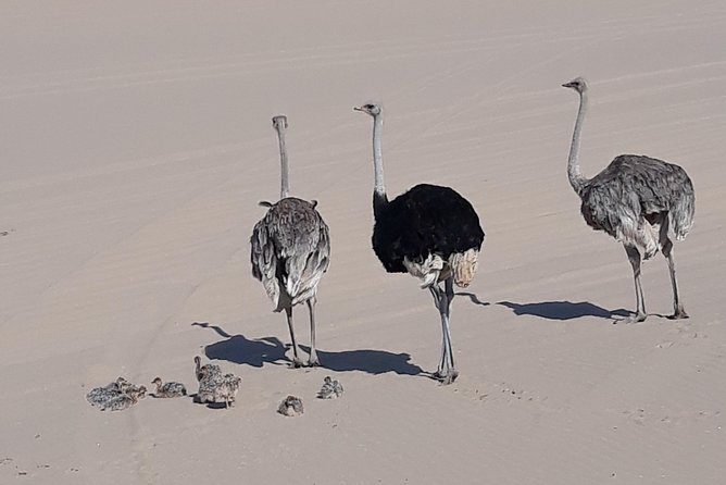 Scenic Sandwich Harbour Tour - From Swakopmund to Walvis Bay’s bird-filled lagoon