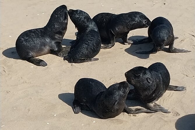Seal Kayaking at Pelican Point from Swakopmund - The Pink Salt Lakes and the Working Coast