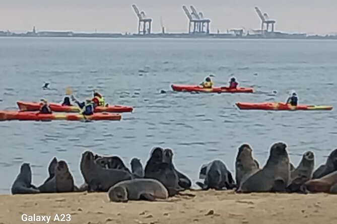 Seal Kayaking at Pelican Point from Swakopmund - What the Kayaking Feels Like for First-Timers
