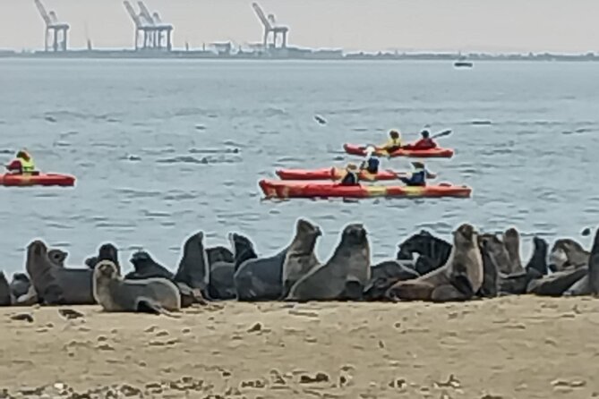 Seal Kayaking at Pelican Point from Swakopmund - Reaching the Pelican Point Seal Colony