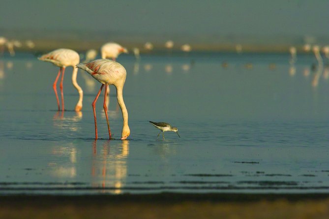 Shore Excursion - Flamingos ,Dune7,Welwitschia, Moonlandscape,Oasis,Swakopmund. - Dune 7, Namibia’s short, sandy challenge