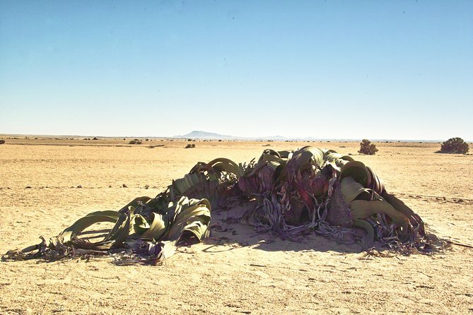 Shore Excursion - Flamingos ,Dune7,Welwitschia, Moonlandscape,Oasis,Swakopmund. - Driving time, vehicle comfort, and guide service