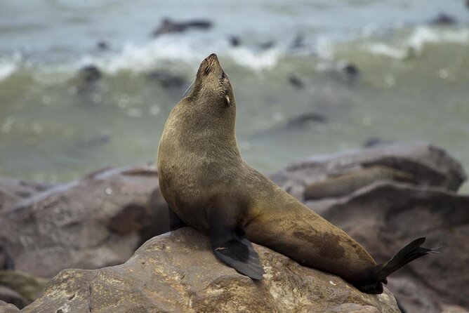 Skeleton Coast Cape Cross Seal colony Tour - Key things to know before you book