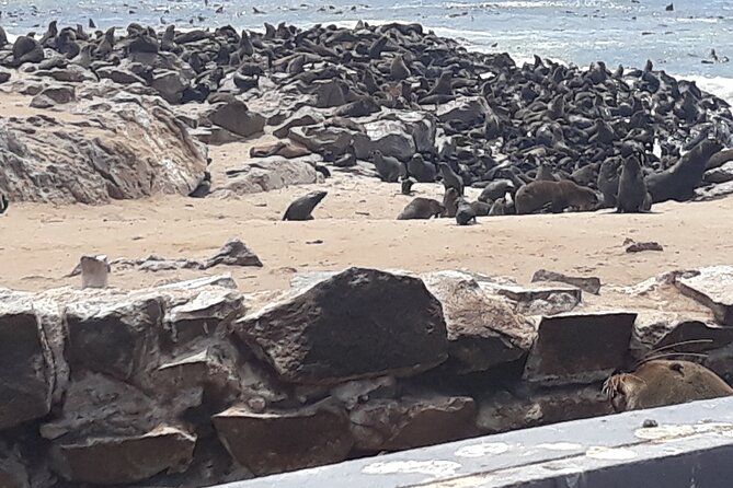 Skeleton Coast Cape Cross Seal colony Tour - Why Cape Cross is worth the long coastal run