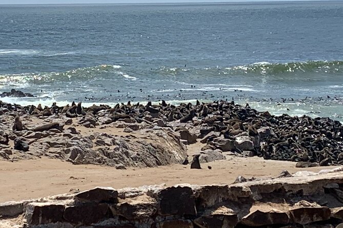 Skeleton Coast Cape Cross Seal colony Tour - How the short schedule shapes the experience