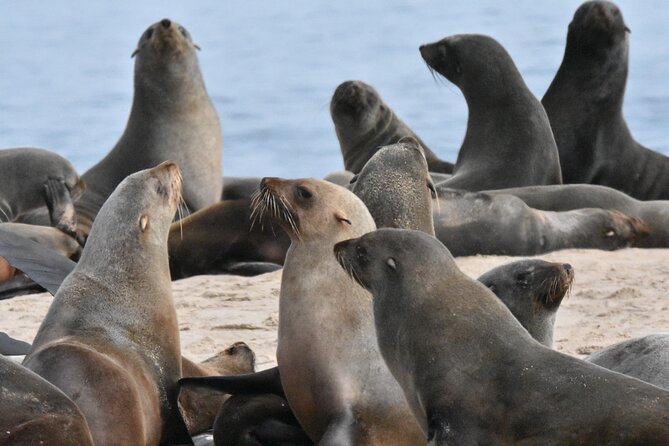 Skeleton Coast Cape Cross Seal colony Tour - Is $140.38 a fair price?