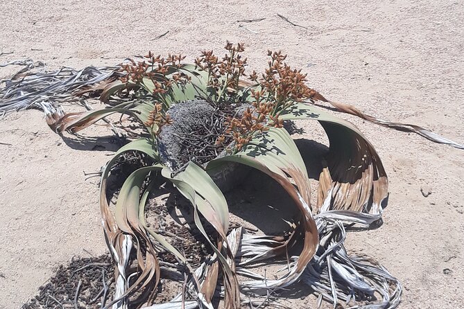 Spitzkoppe Day Tour from Swakopmund - Henties Bay as a useful pause, not the main attraction