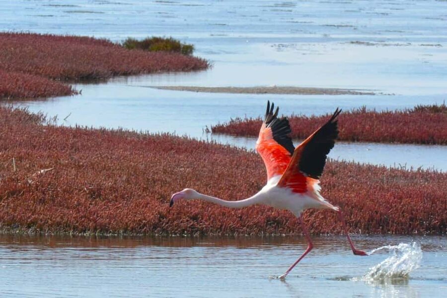 swakopmund city tour dune 7 pink lake pink flamingos - Three hours requires disciplined guiding