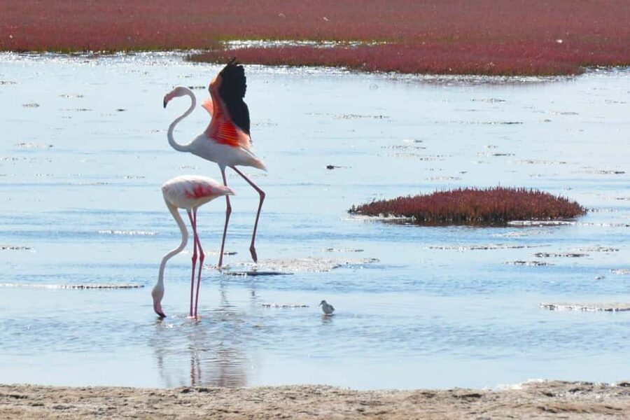 swakopmund city tour dune 7 pink lake pink flamingos - The museum and National Crystal Gallery add useful context