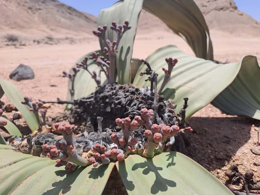 Swakopmund: Moon Valley and Namib Desert Welwitschia Tour - Key points to know before booking