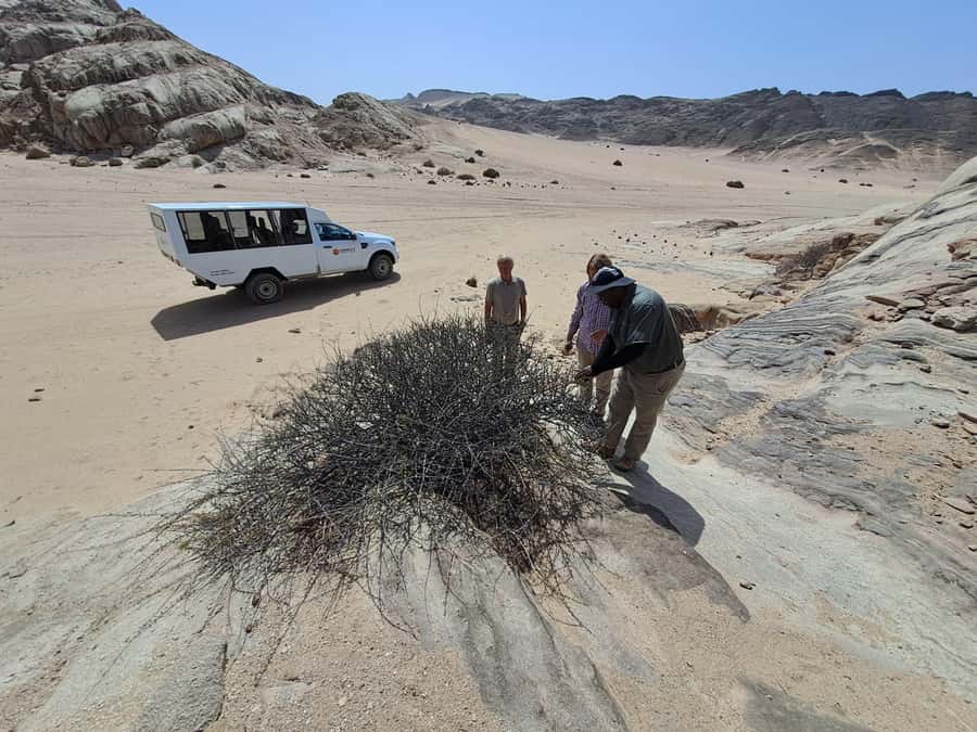 Swakopmund: Moon Valley and Namib Desert Welwitschia Tour - What the guide adds to the experience