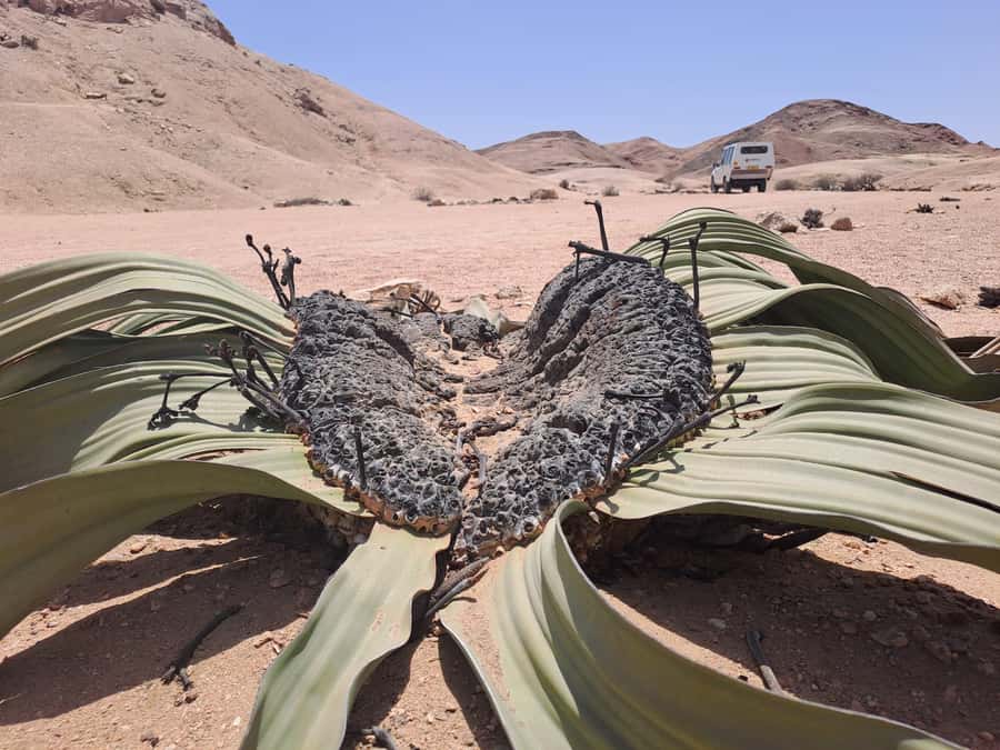 Swakopmund: Moon Valley and Namib Desert Welwitschia Tour - The Welwitschia plant is the real subject