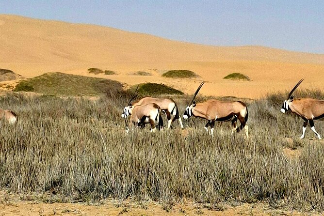 Unforgettable Half Day Adventure, Explore Sandwich Harbour - The big view where dunes meet ocean