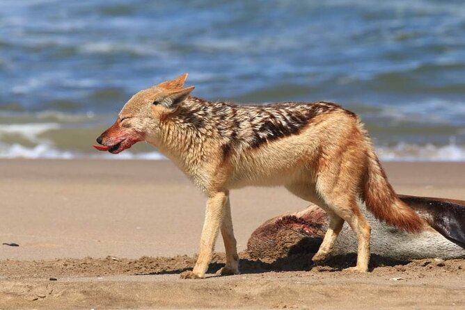Unforgettable Half Day Adventure, Explore Sandwich Harbour - Coastal wetlands, birds, and the Nara plant