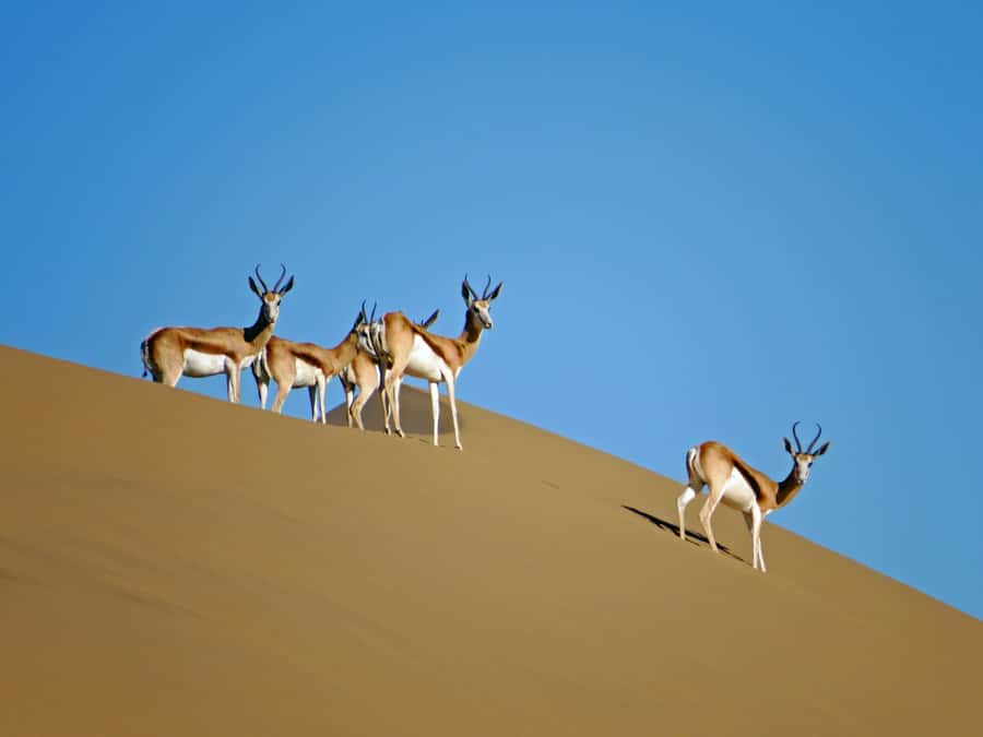 Walvis Bay: 4x4 Desert Excursion to Sandwich Harbour Bay - The 4x4 ride across the dunes