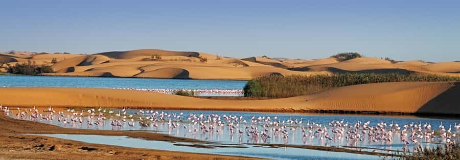 Walvis Bay and Sandwich Harbour Tour - Wildlife on the return journey