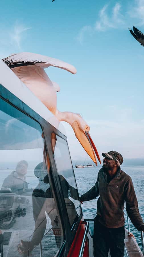 Walvis Bay: Dolphin Cruise, Pink Lakes and 4x4 Dune Drive - Wildlife between the bay and Sandwich Harbour