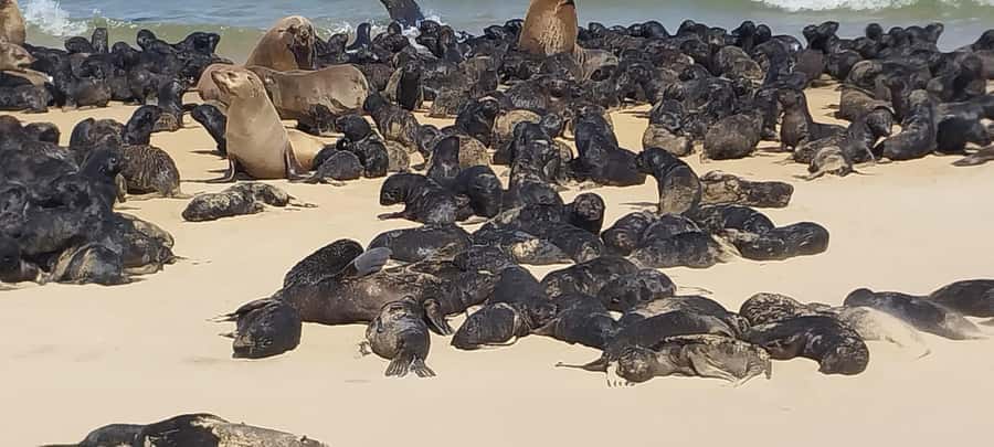 Walvis Bay: Kayaking and Sandwich Harbour Full-Day Tour - Brunch By The Water