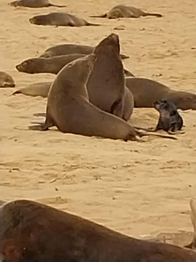 Walvis Bay: Kayaking and Sandwich Harbour Full-Day Tour - Who Should Book It