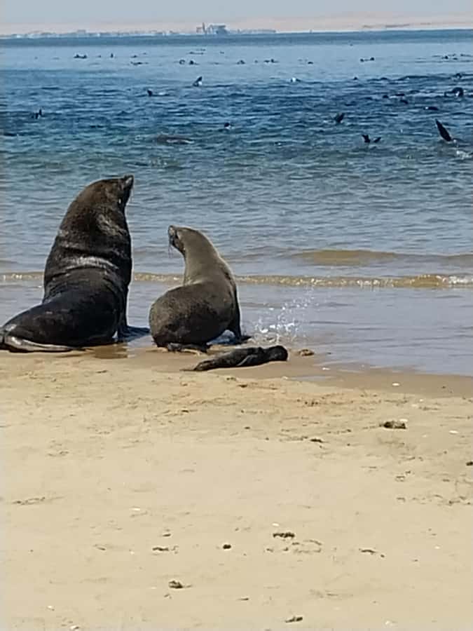 Walvis Bay: Kayaking and Sandwich Harbour Full-Day Tour - Walvis Bay Lagoon And The Pink Salt Ponds