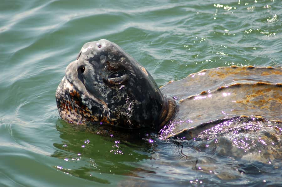 Walvis Bay: Marine Big 5 Luxury Catamaran Tour - Why this Walvis Bay cruise is more than a wildlife checklist