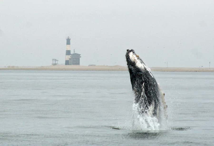 Walvis Bay: Marine Big 5 Luxury Catamaran Tour - The first run past oyster farms and Pelican Point