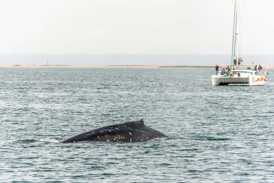 Walvis Bay: Marine Big 5 Luxury Catamaran Tour - The catamaran itself: comfort with room to move