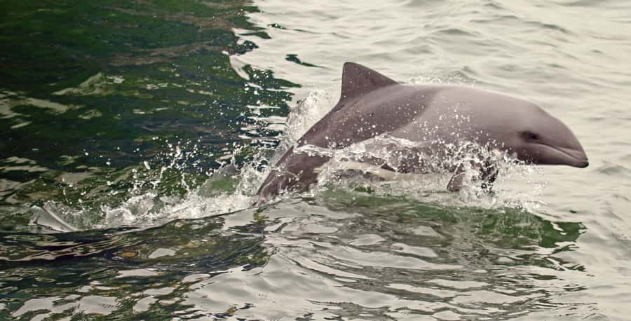 Walvis Bay: Marine Big 5 Luxury Catamaran Tour - Lunch at sea, with oysters and sparkling wine