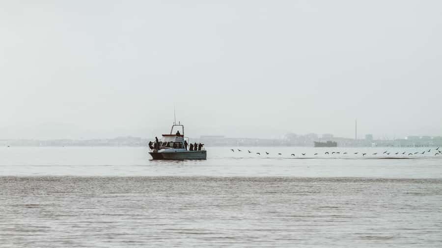 Walvis Bay: Namibian Coast Dolphin Cruise with Light Lunch - Pelican Point and its huge seal colony