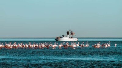 Namibian Coast Dolphin Cruise with Light Lunch