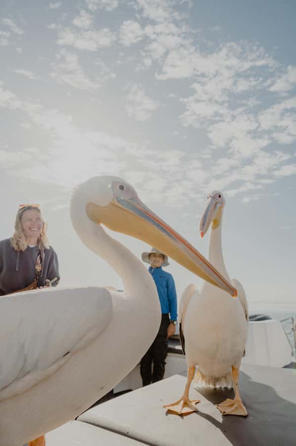 Walvis Bay: Namibian Coast Dolphin Cruise with Light Lunch - A coastal lunch with oysters and sparkling wine