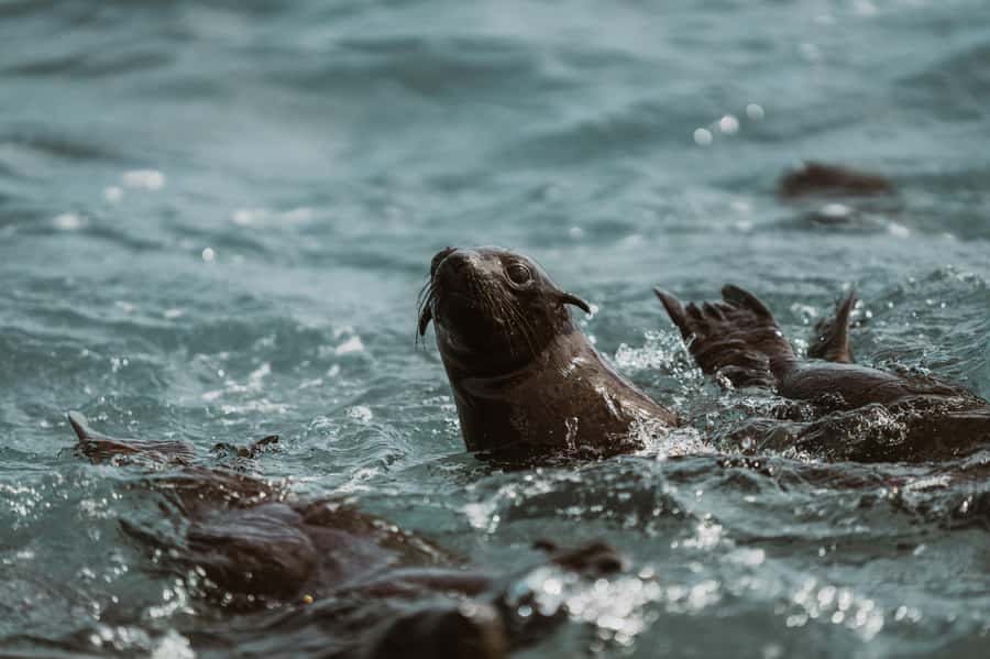 Walvis Bay: Namibian Coast Dolphin Cruise with Light Lunch - The crew, guiding, and pace
