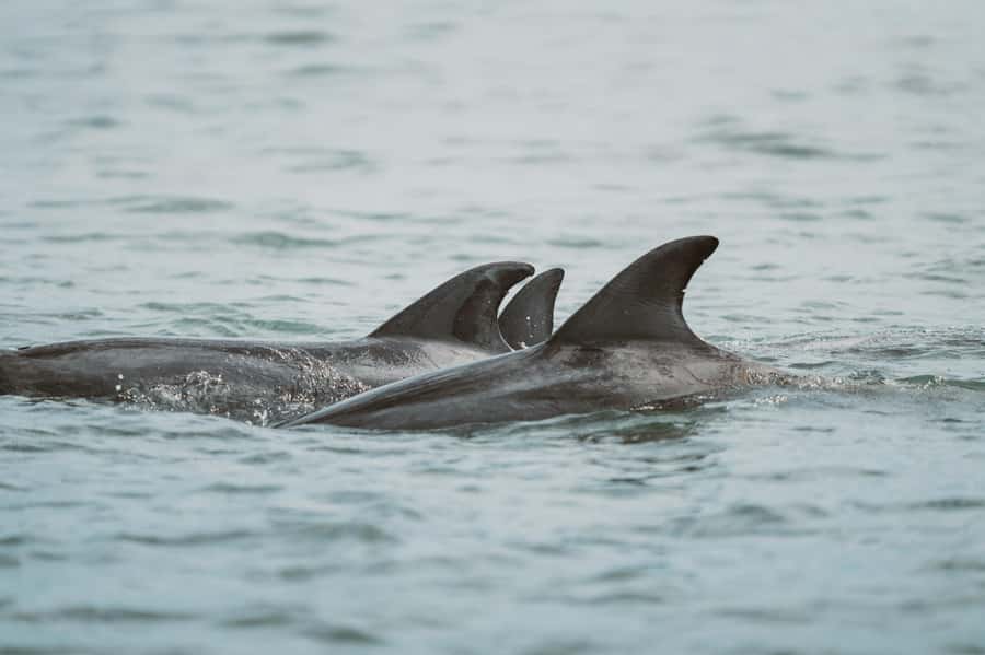 Walvis Bay: Namibian Coast Dolphin Cruise with Light Lunch - Accessibility and practical comfort