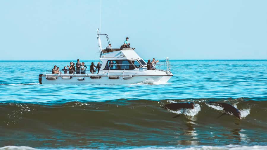 Walvis Bay: Namibian Coast Dolphin Cruise with Light Lunch - Who should book this cruise