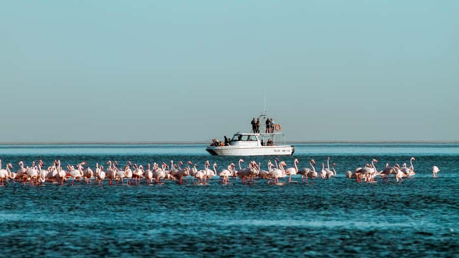 Walvis Bay: Namibian Coast Dolphin Cruise with Light Lunch - Watching for dolphins and whales offshore