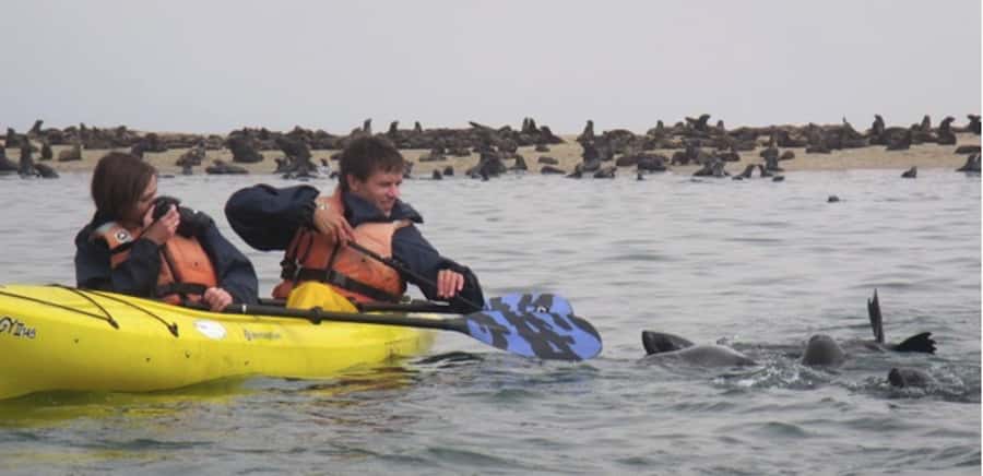 Walvis Bay: Pelican Point Kayaking Tour - A wildlife-first morning at Pelican Point