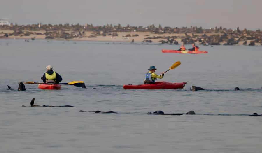 Walvis Bay: Pelican Point Kayaking Tour - What it feels like beside the seal colony