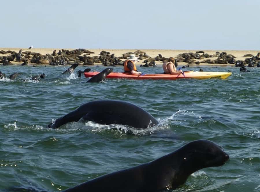 Walvis Bay: Pelican Point Kayaking Tour - What to wear and what to protect