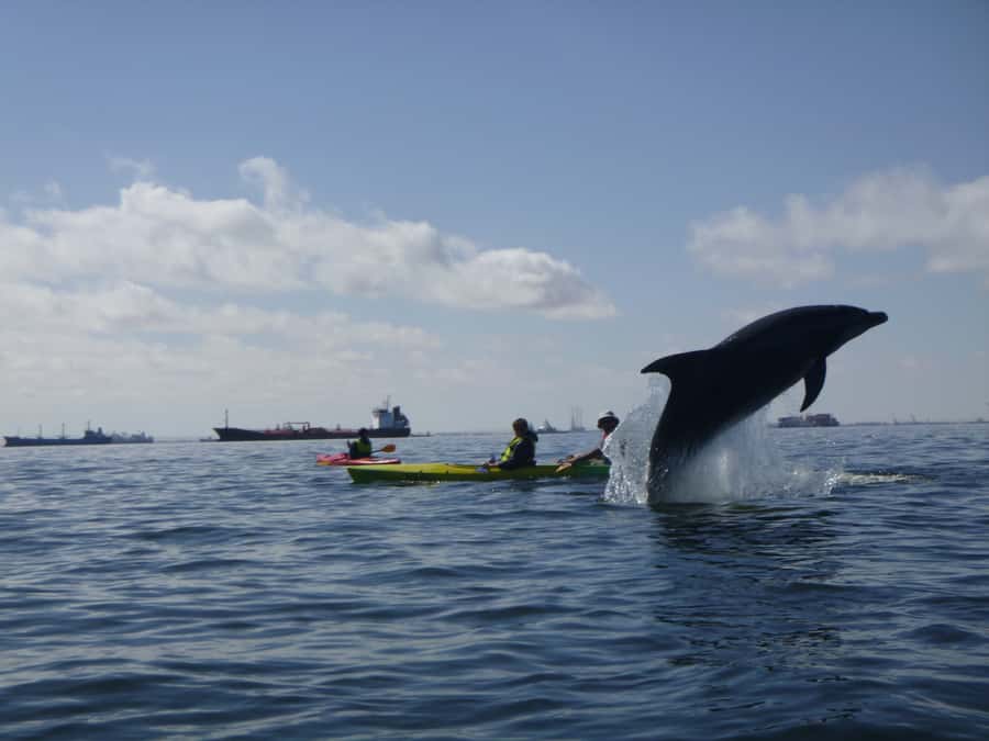 Walvis Bay: Pelican Point Kayaking Tour - Breakfast gives the half-day a pleasant finish