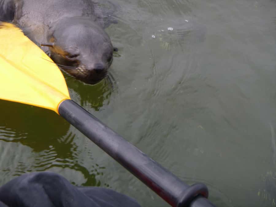 Walvis Bay: Pelican Point Kayaking Tour - Who will enjoy this tour most