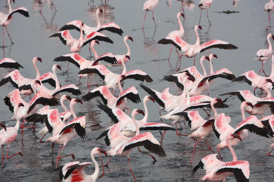 Walvis Bay: Pelican Point Seal and Sandwich Harbour Tour - From Swakopmund to Walvis Bay’s coastal wetlands