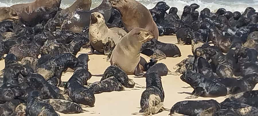 Walvis Bay: Pelican Point Seal and Sandwich Harbour Tour - Is the $193 price fair?