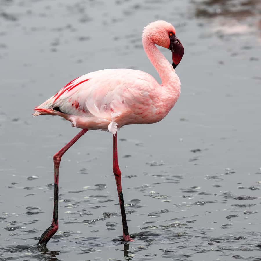Walvis Bay: Sandwich Harbour Half-Day 4x4 Scenic Excursion - Why Sandwich Harbour feels so different