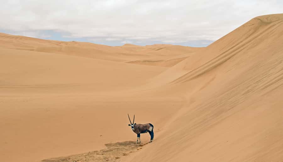 Walvis Bay: Sandwich Harbour Sunset Photography Tour - What the Guides Add to the Experience