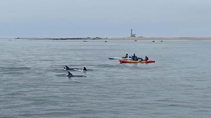 Walvis Bay: Seal Kayaking Adventure with Brunch - Key points to know before booking