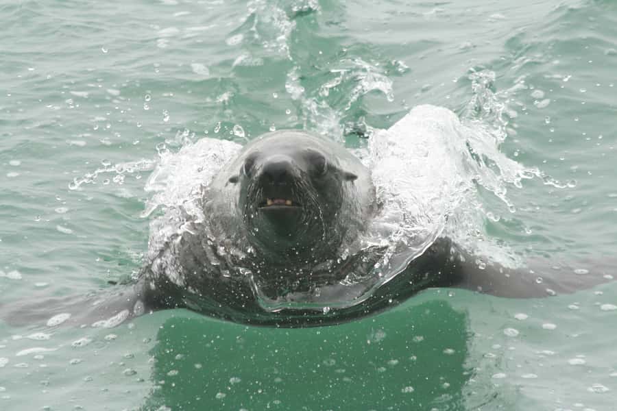 Walvis Bay: Seal Kayaking Adventure with Brunch - Should you book the seal kayaking adventure?